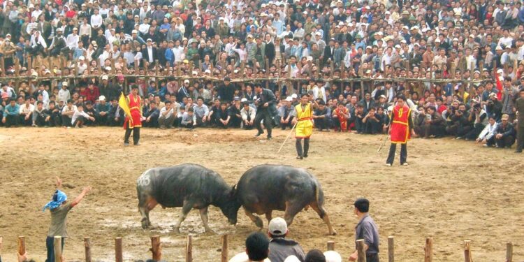 lễ hội chọi trâu hay nhất việt nam